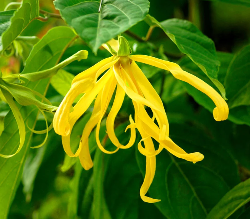 Ylang Ylang | Óleos Essenciais | Aromach Ingredientes