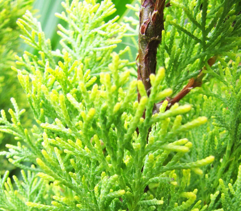 Cipreste Marrocos | Óleos Essenciais | Aromach Ingredientes Cipreste Marrocos | Óleos Essenciais | Aromach Ingredientes