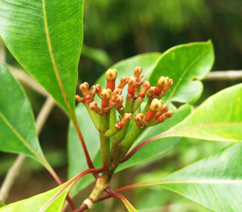 Cravo folhas | Óleos Essenciais | Aromach Ingredientes