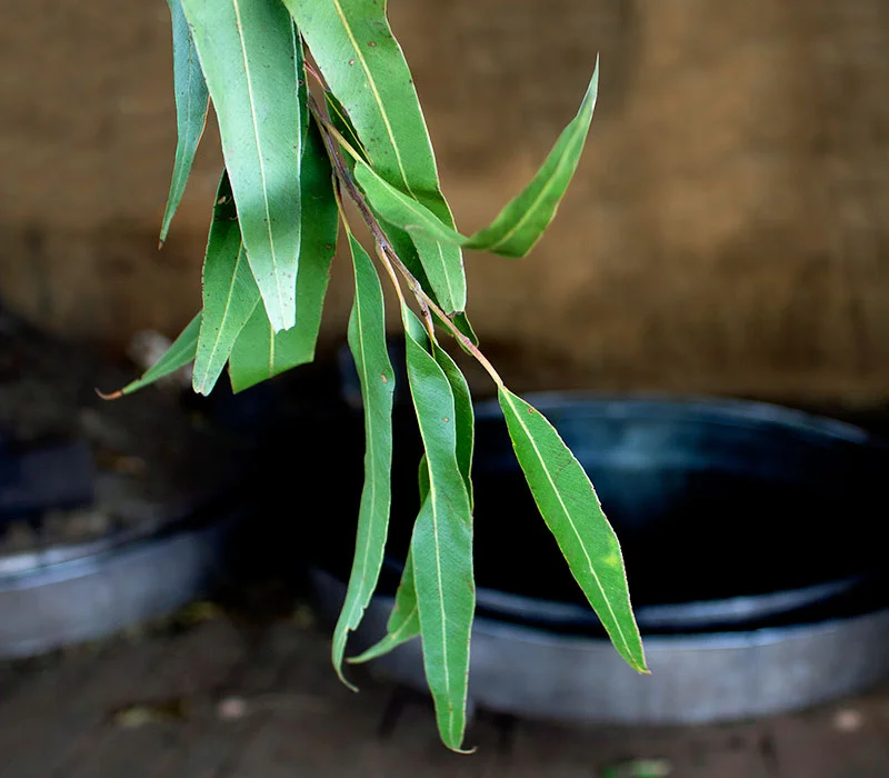 Eucalipto Citriodora | Óleos Essenciais | Aromach Ingredientes