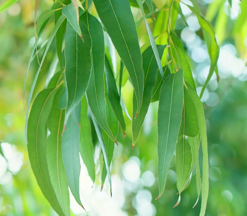 Eucalipto Globulus | Óleos Essenciais | Aromach Ingredientes Eucalipto Globulus | Óleos Essenciais | Aromach Ingredientes