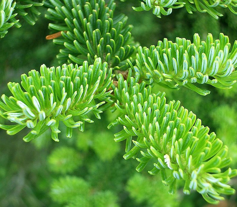 Fir Bálsamo | Óleos Essenciais | Aromach Ingredientes