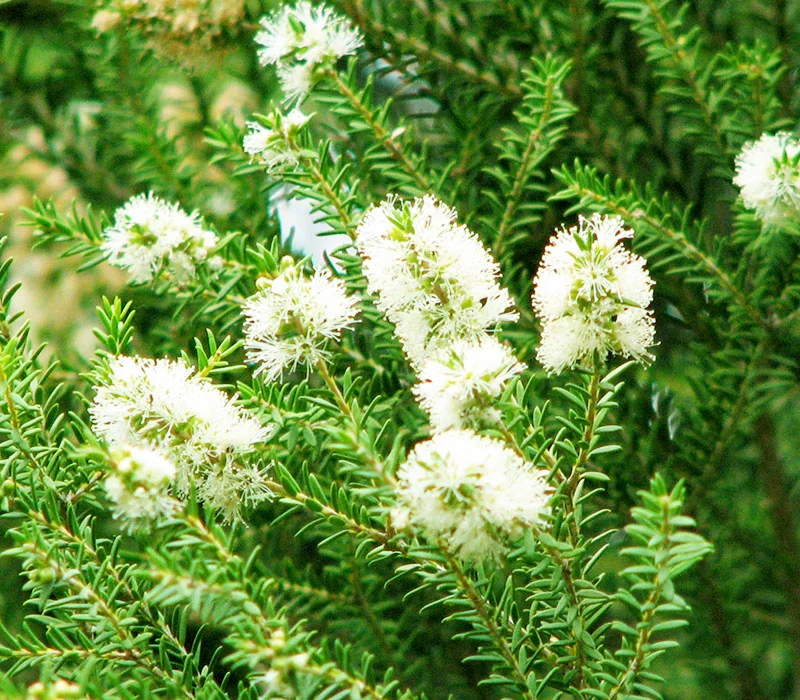 Melaleuca | Óleos Essenciais | Aromach Ingredientes