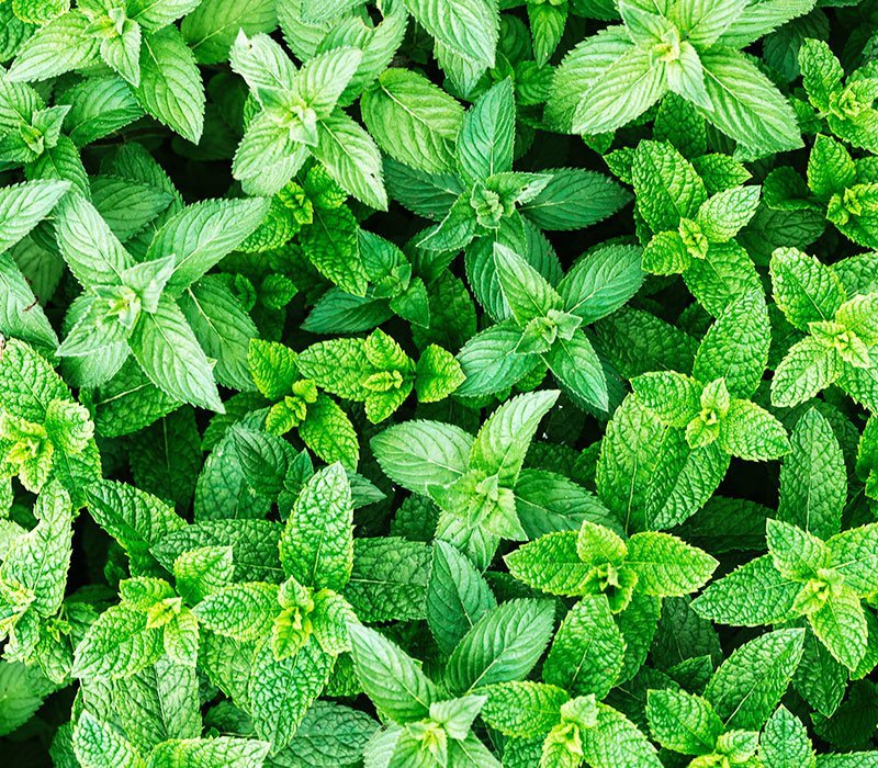 Menta Piperita | Óleos Essenciais | Aromach Ingredientes Menta Piperita | Óleos Essenciais | Aromach Ingredientes