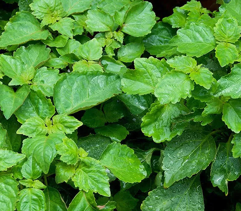 Patchouli | Óleos Essenciais | Aromach Ingredientes