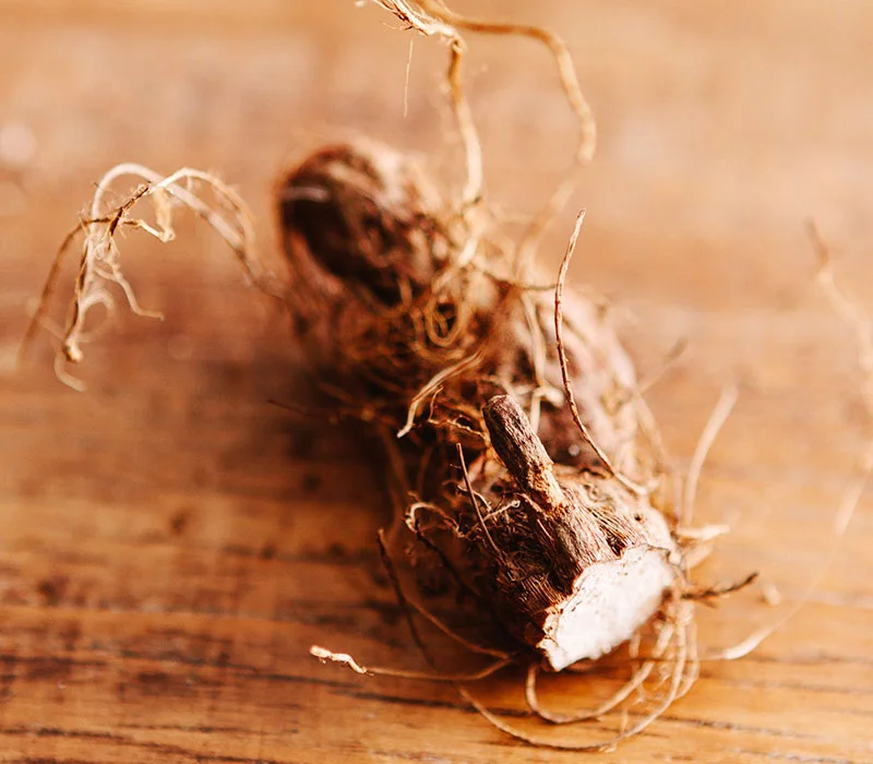 Priprioca | Óleos Essenciais | Aromach Ingredientes Priprioca | Óleos Essenciais | Aromach Ingredientes